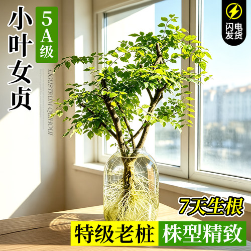 【特级老桩】小叶女贞遇水生根