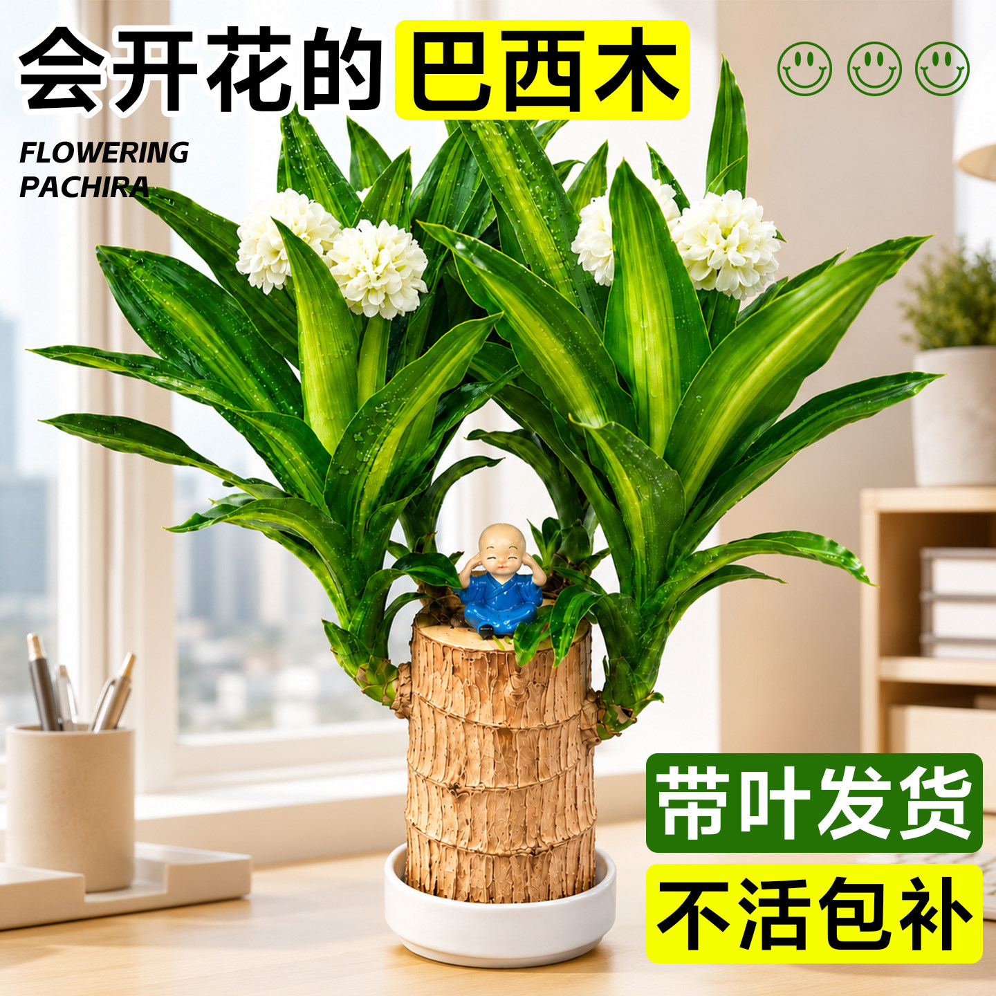 【会开花】带叶特级水培巴西木图片