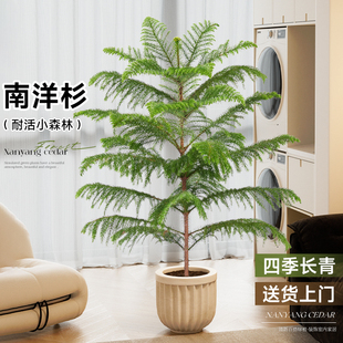 南洋杉盆栽盆景氛围感澳洲杉树节日四季常青大型绿植室内易活装饰