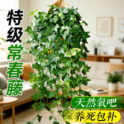 【不活包补】特级常春藤吊兰盆栽