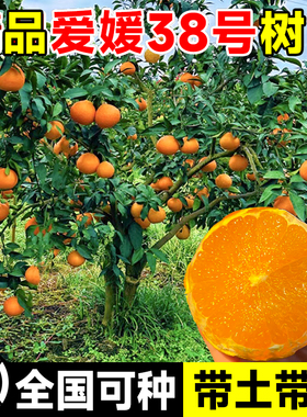 爱媛38号树苗果冻橙果树果苗盆栽象山红美人树苗橘子树橙子水果树