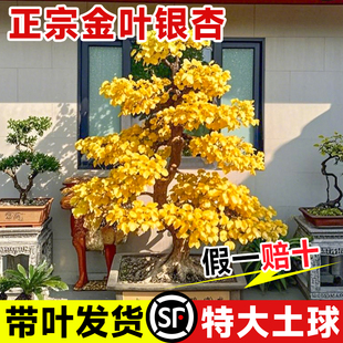 银杏树活苗带土盆栽白果树大树苗盆景阳台庭院地栽南北方耐寒好种