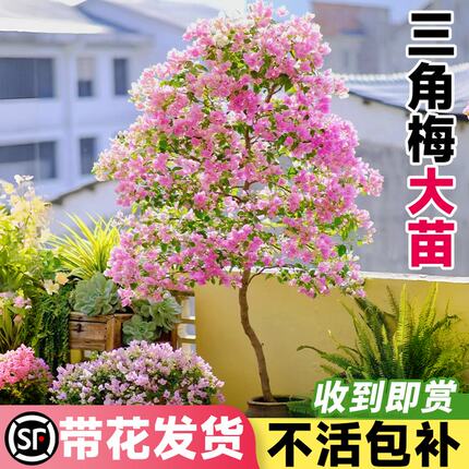 绿樱三角梅大苗发货室内花卉爬藤绿植庭院阳台四季开花