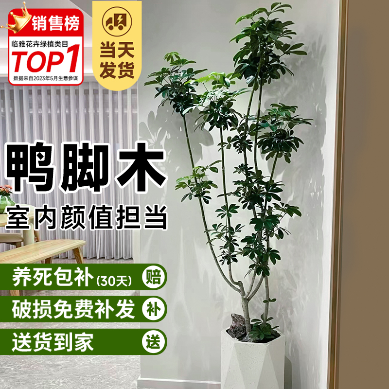 鸭脚木盆栽大型绿植客厅办公室内