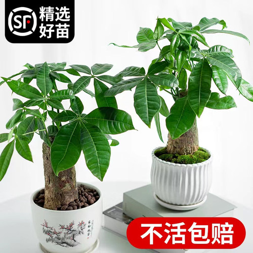 【招财绿植】发财树室内好养盆栽