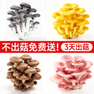 蘑菇种植包新鲜菌种菌菇黑平菇种植菌包食用菌菇棒家庭自种小盆栽