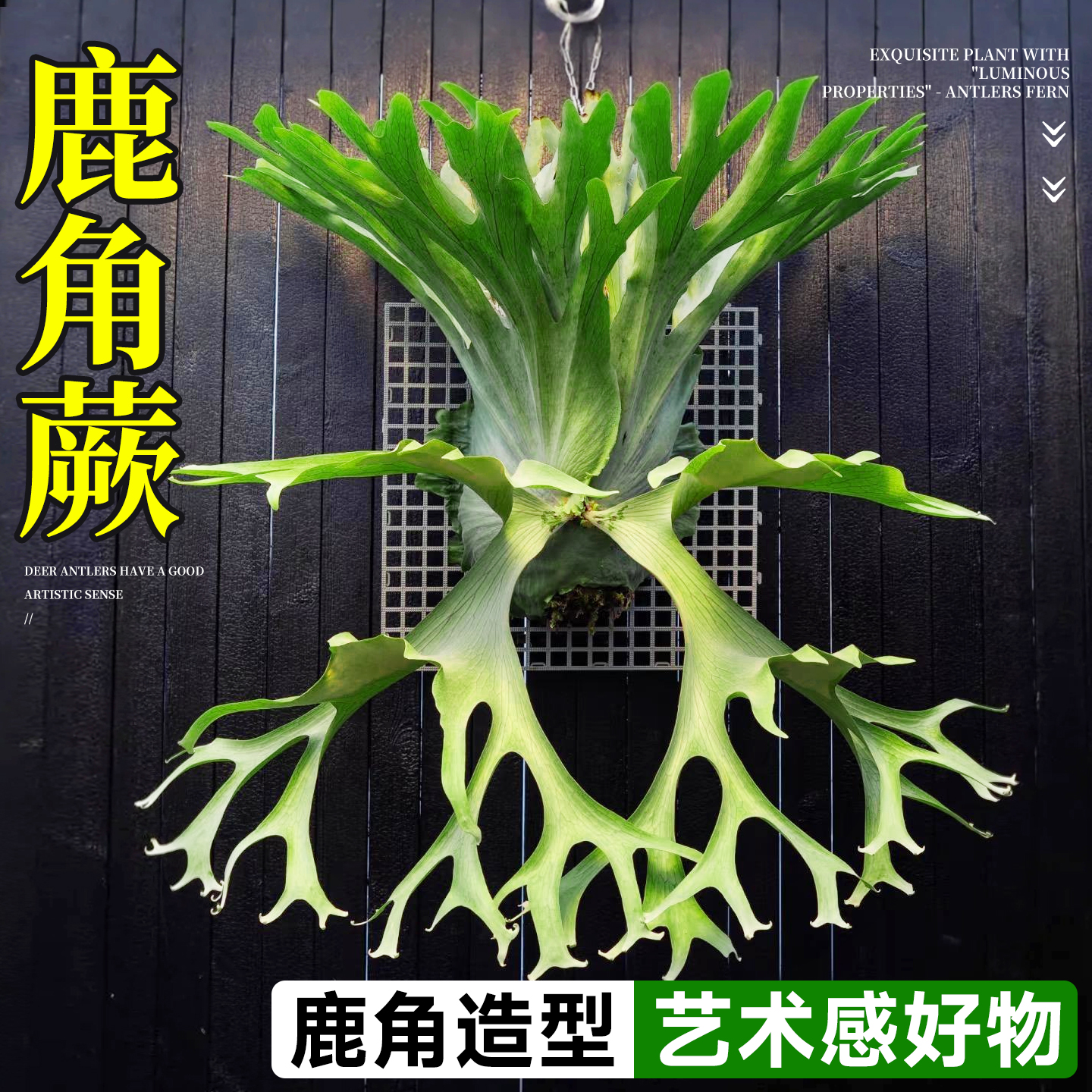 鹿角蕨可悬挂客厅卧室绿植