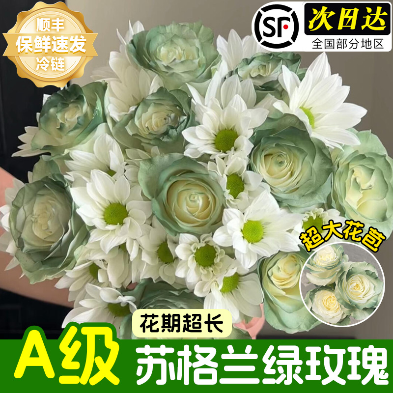 苏格兰绿玫瑰花鲜花云南基地直发家用鲜切插花瓶超长花期真花花卉