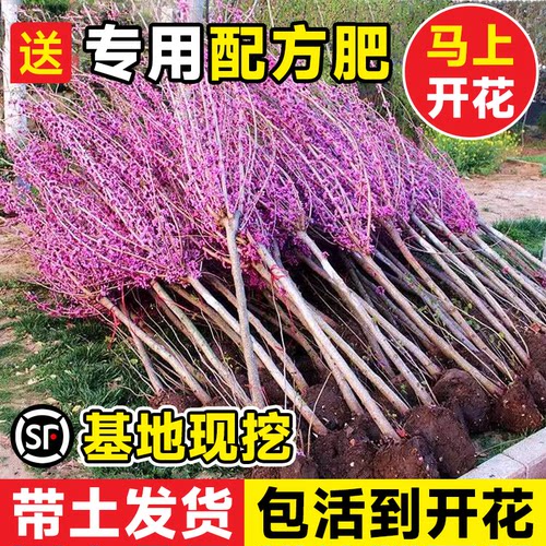 【包活到开花】紫荆花树大苗庭院