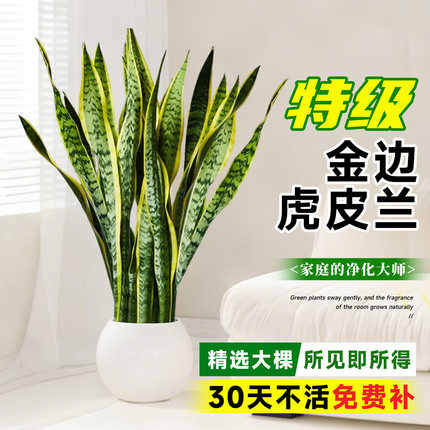 金边虎皮兰绿植客厅大盆栽室内阳台大型植物办公室花卉好养虎尾兰