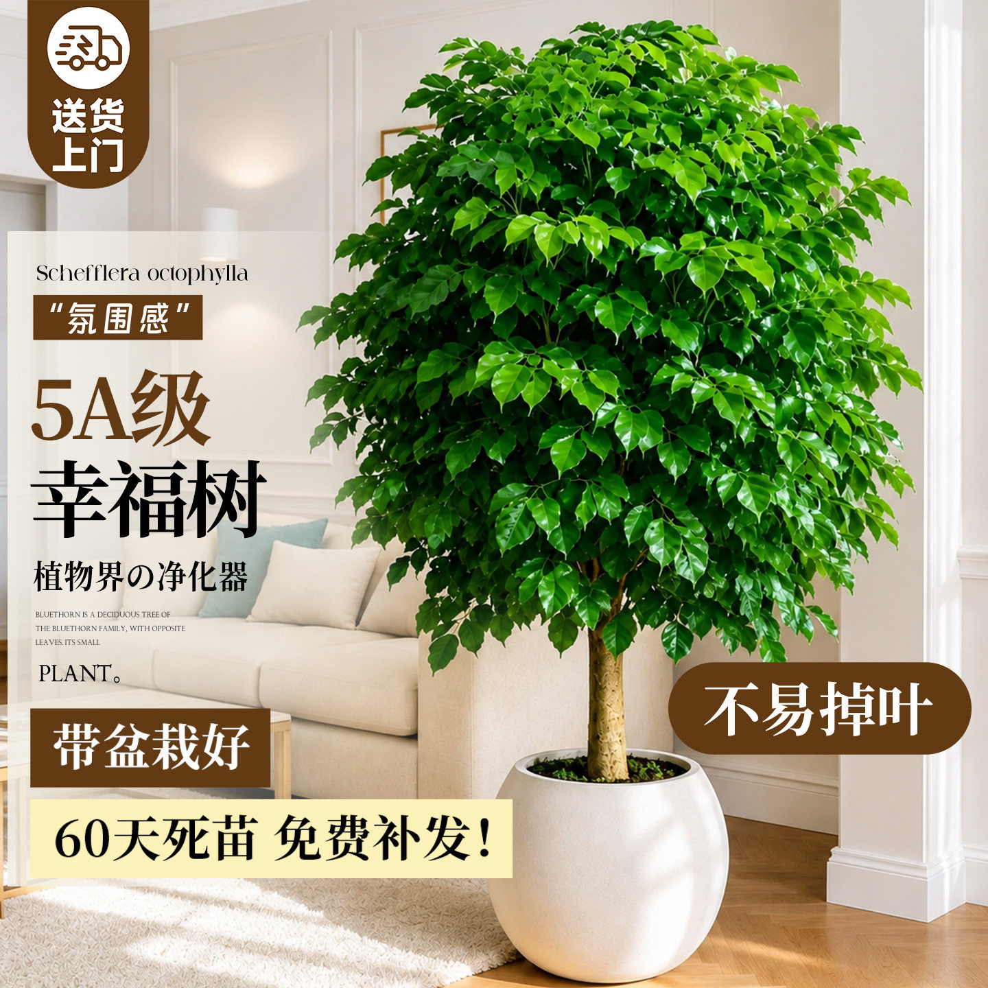 幸福树客厅大盆栽绿植室内大型落地高级平安树四季常青盆景好养活