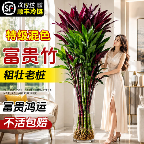 特级混色富贵竹鸿运竹不活包赔