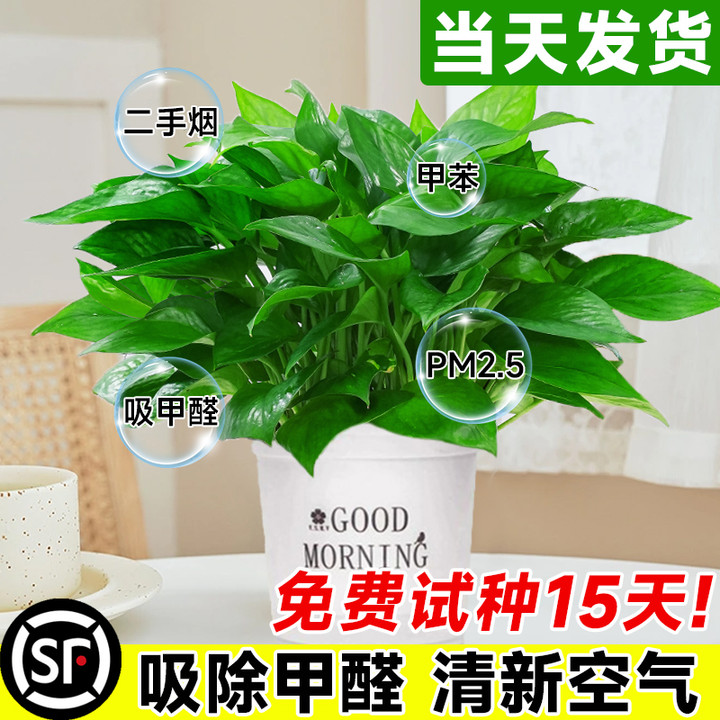 绿萝盆栽植物大叶长爬藤绿箩办公室内净化空气吸甲醛水培垂吊绿植