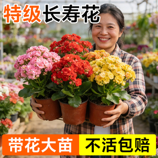 长寿花盆栽带花苞重瓣大花鲜花室内开花花卉绿植物花苗四季好养活
