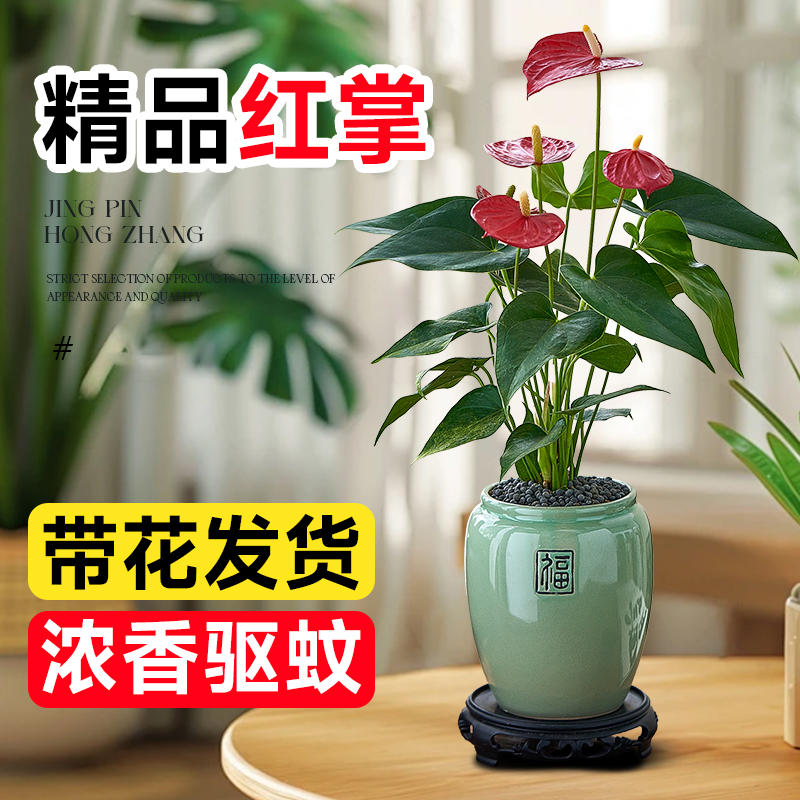 红掌盆栽带花发货室内驱蚊植物