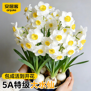 安居客水仙花种球正宗漳州洋水仙球种水培盆栽特大球重瓣冬季花卉