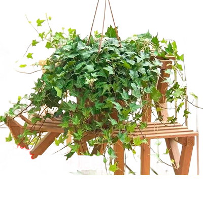 常春藤带盆栽吊兰垂吊植物除甲醛