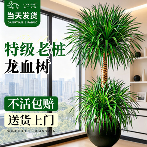 大型双层龙血树送货上门不活包赔