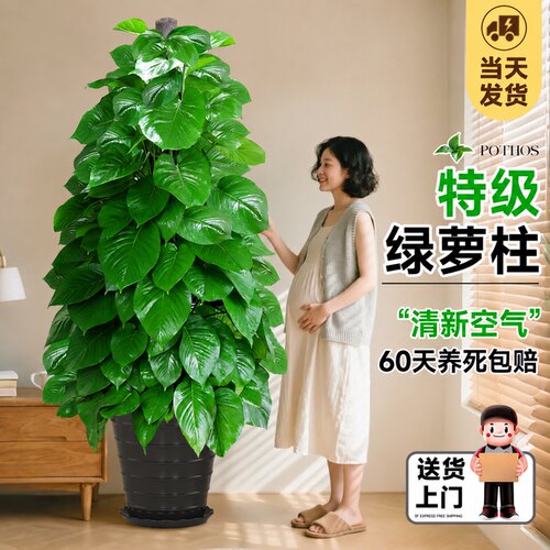 大叶绿萝去甲醛新房必备养死包赔