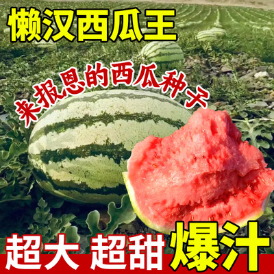 懒汉西瓜种籽冰糖麒麟西瓜