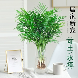 珍椰子水培绿植物富贵凤尾竹观叶盆栽客厅办公室内桌面好养四季 袖