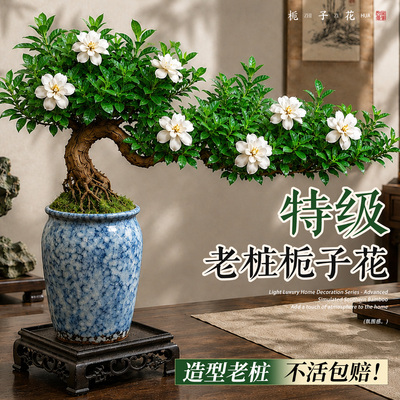 老桩栀子花飘枝造型盆景禅意盆栽