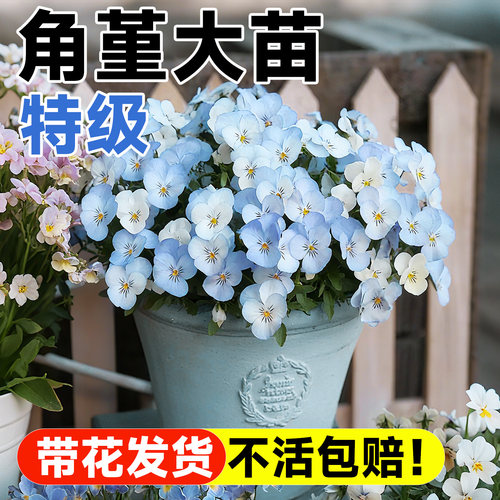 【带花发货】角堇大苗