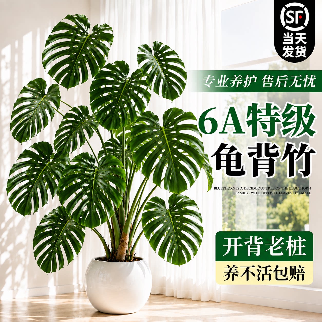 【6A特级老桩】开背大叶龟背竹图片
