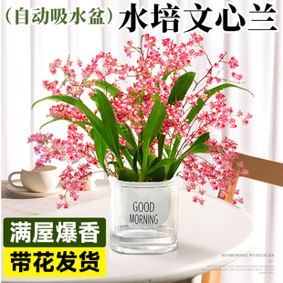 好养活 文心兰水培植物盆栽带花苞香水梦香兰室内花卉绿植耐寒四季