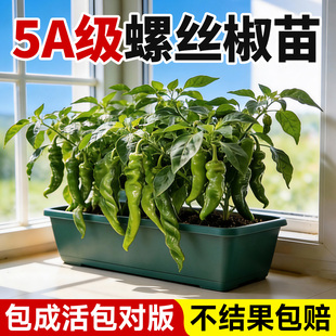 辣椒苗螺丝椒樟树港秧苗四季小米辣七彩薄皮朝天椒苗菜园盆栽蔬菜