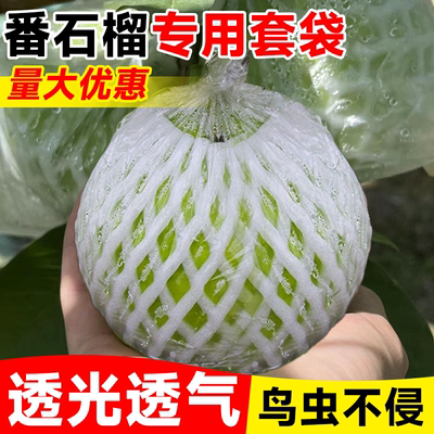 【番石榴专用套袋】防鸟防虫