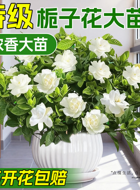 栀子花盆栽花卉室内阳台办公室四季绿植好养易活鲜花花苗水培开花