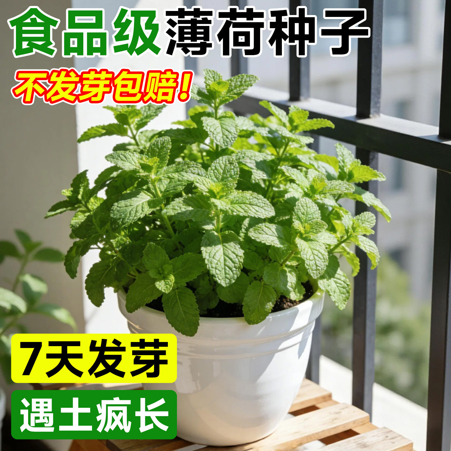 特级可食用薄荷种子驱蚊提神四季图片