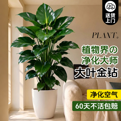 【5A特级金钻】一盆抵50盆绿萝