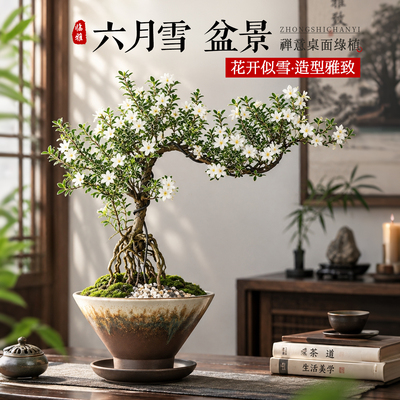 六月雪老桩室内盆景好养