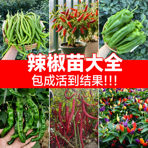 高产辣椒苗【包成活到结果！！】