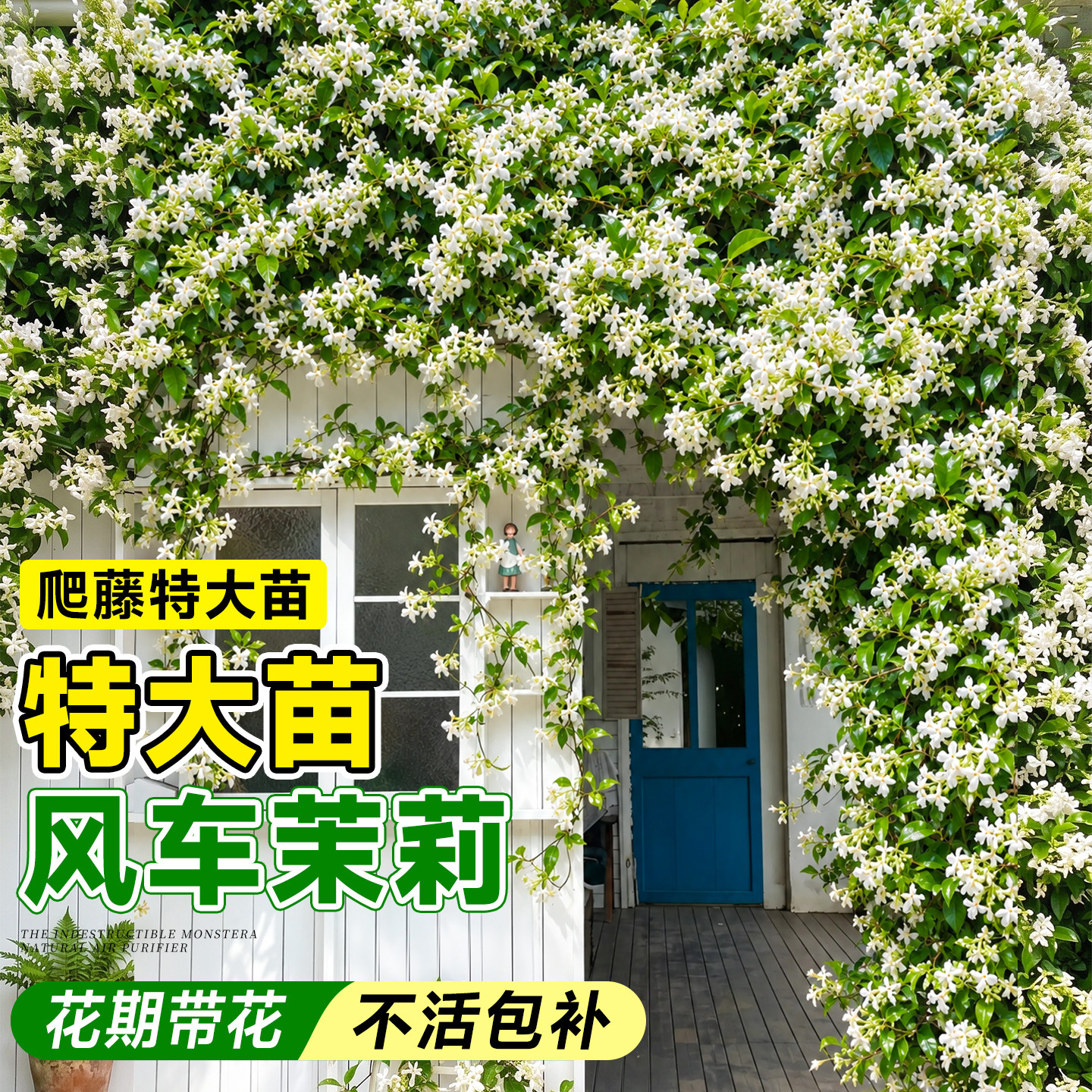 白色风车茉莉爬藤植物大苗四季开花盆栽老桩粉色黄花卉庭院好养