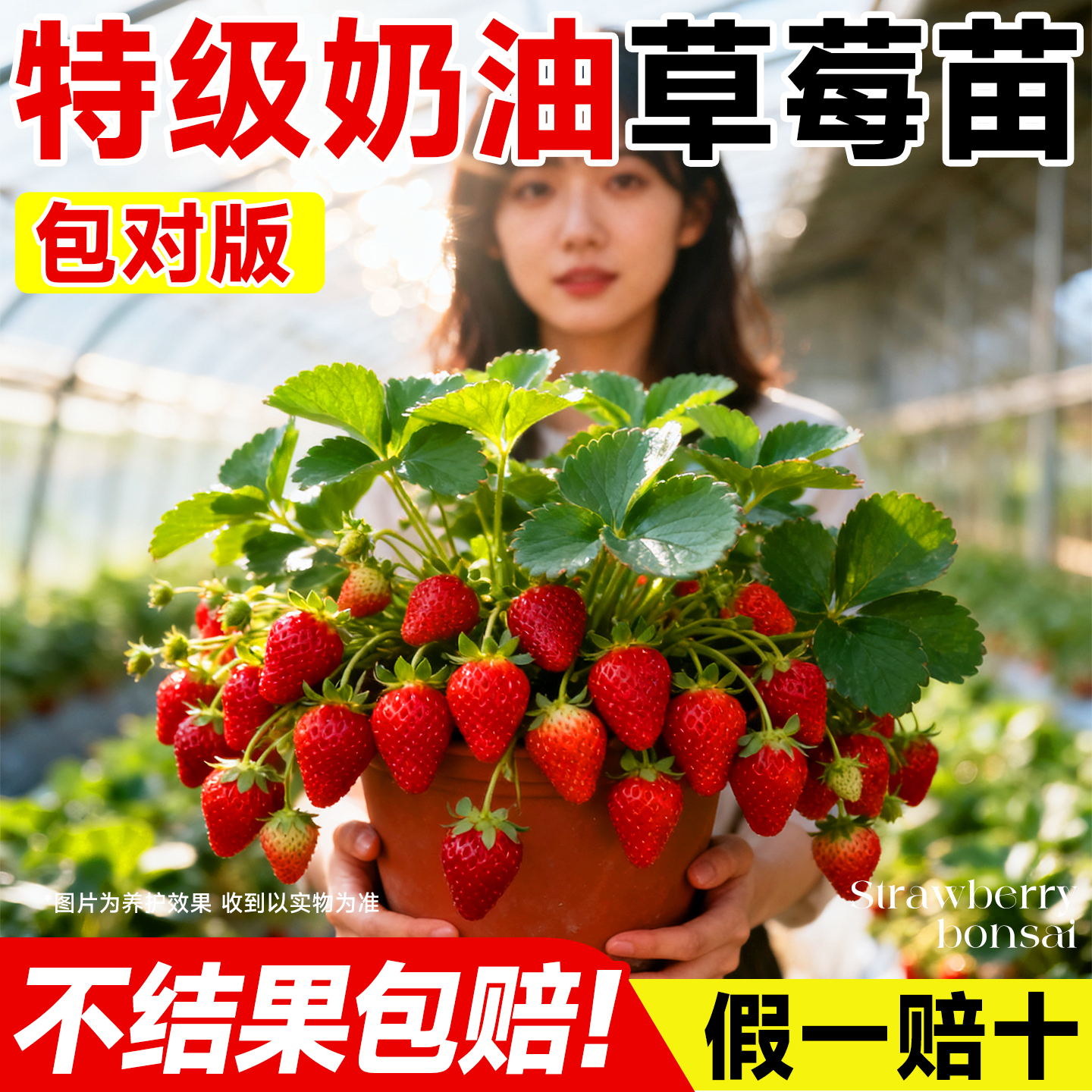 【不活包赔】特级草莓苗四季结果