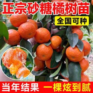 沙糖桔子树苗正宗广西砂糖橘树苗南方北方种植橙子无籽橘子树果苗