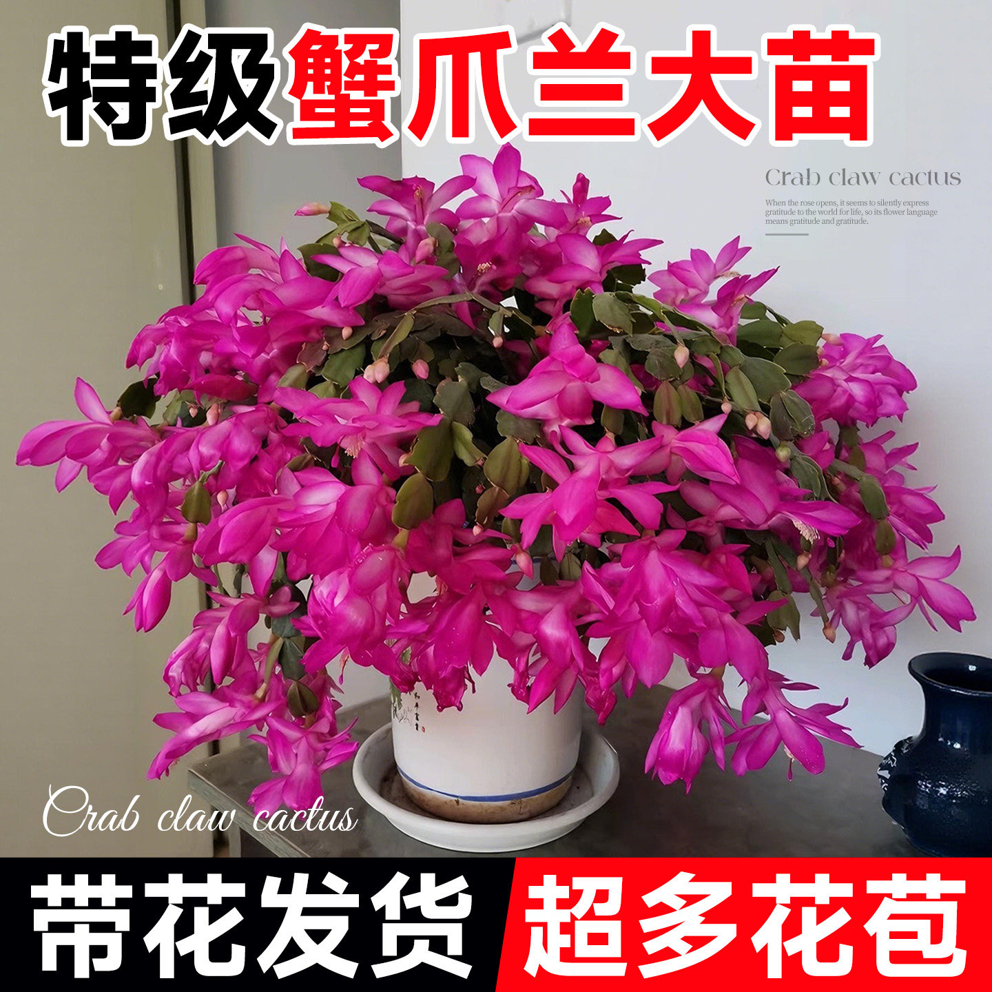 【带花发货】不活包赔