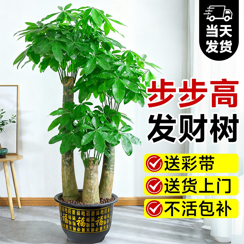 特级发财树乔迁/开业送礼首选