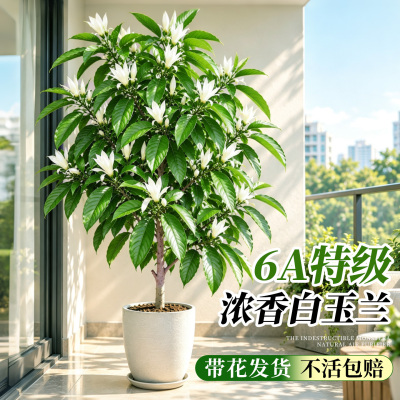 【满屋玉兰香】6A特级不活包赔