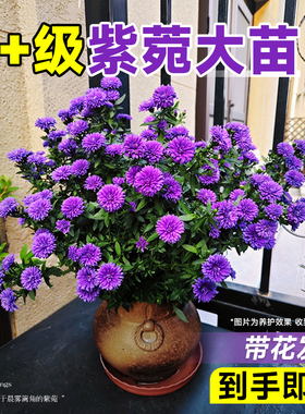 紫菀盆栽带花苞小卡罗荷兰菊姬小菊花苗四季室内鲜花阳台球菊花卉