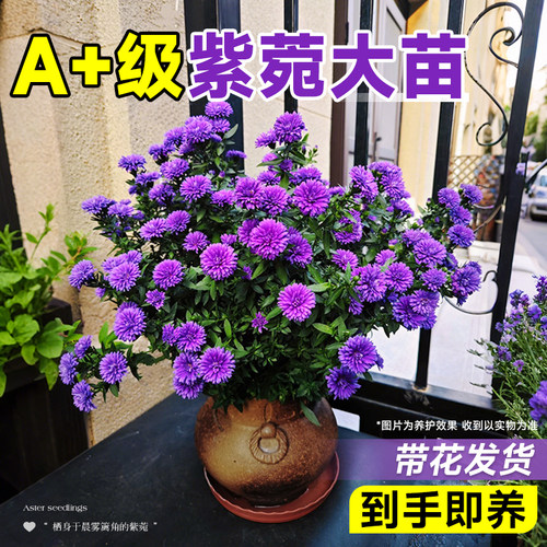 紫菀盆栽带花苞小卡罗荷兰菊花苗