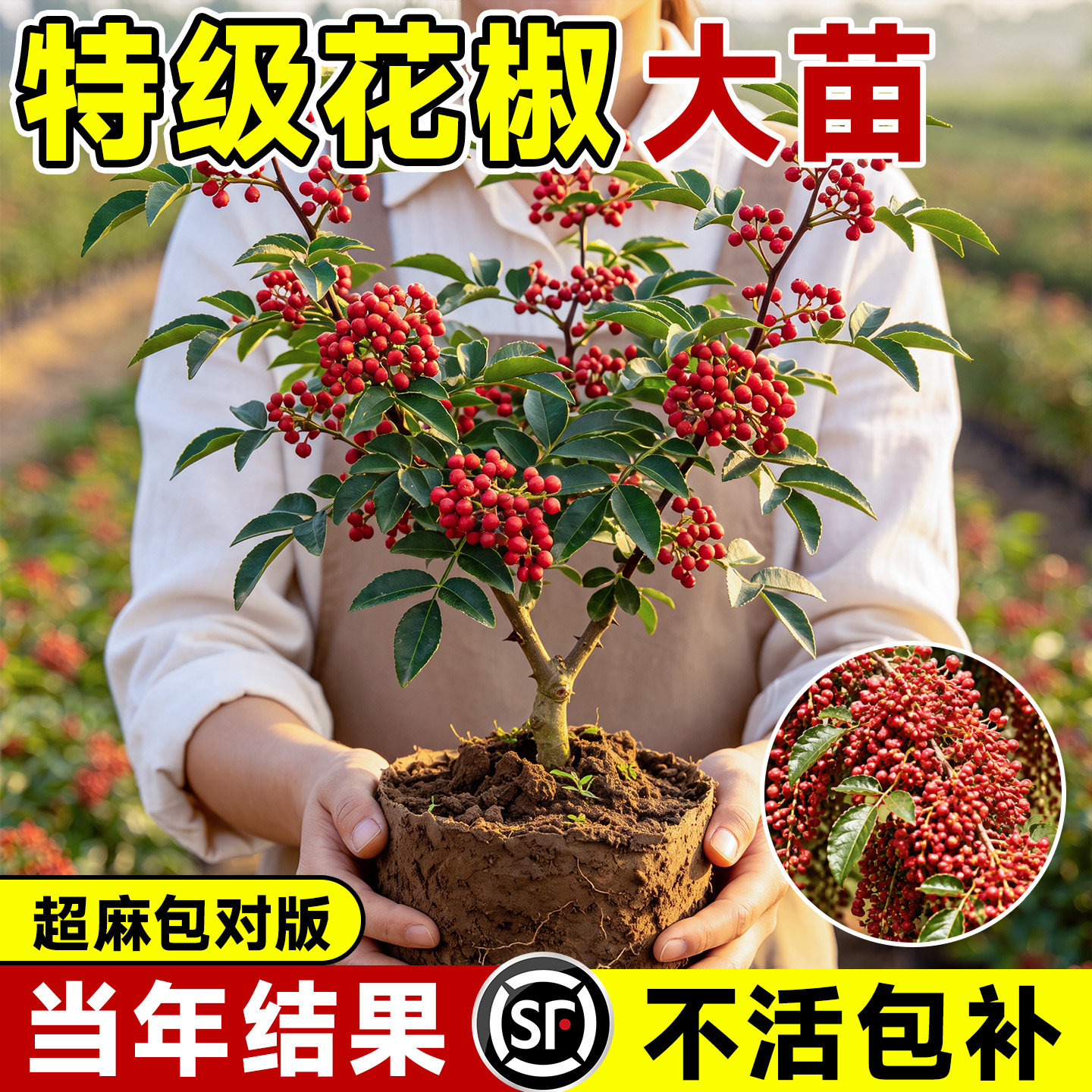 【当年爆果】5A特级花椒树苗包活图片