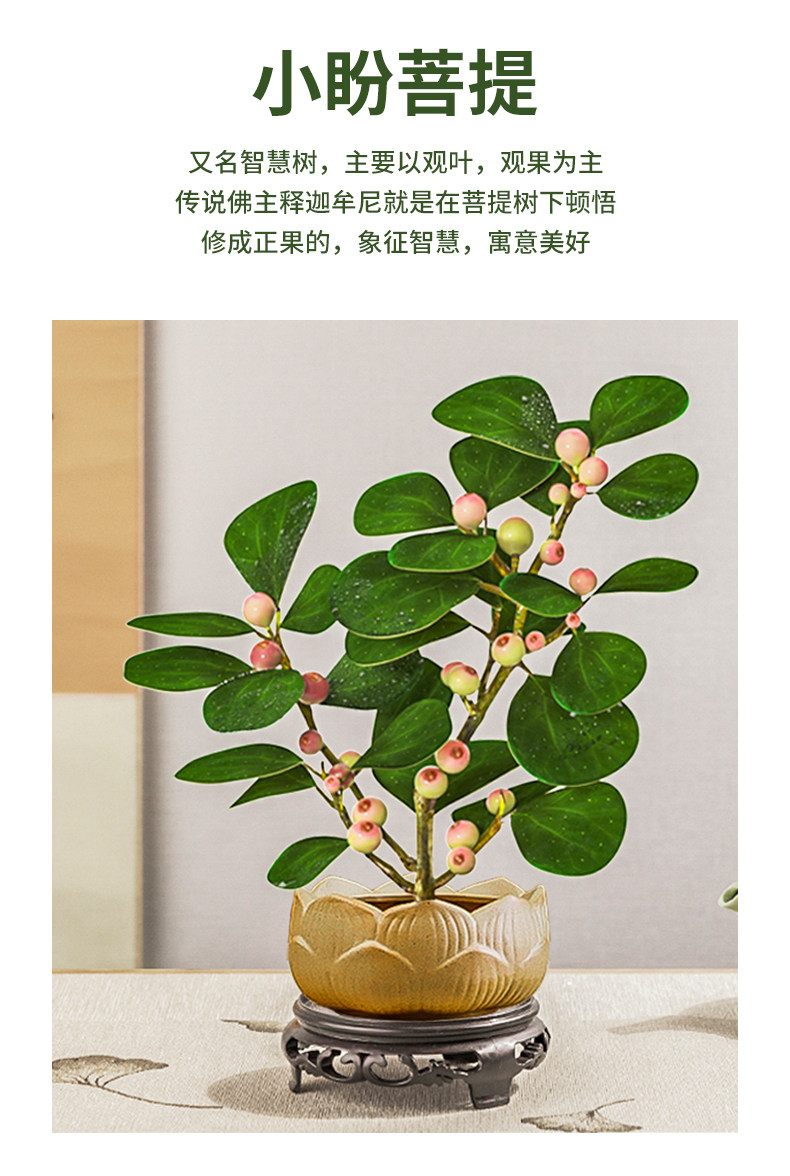 小盼菩提树盆栽带果植物室内花办公室绿植盆景客厅禅意摆件好养活