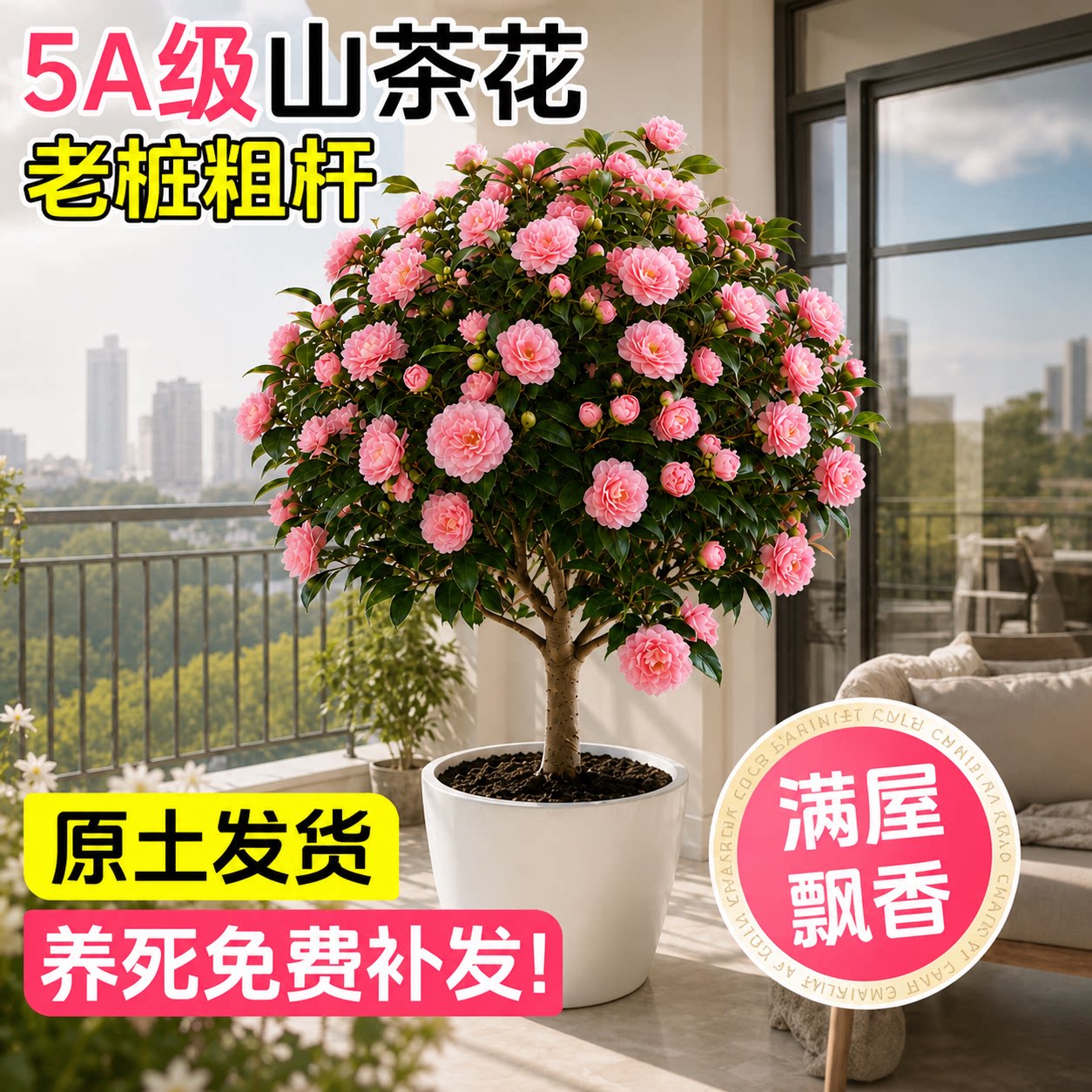 山茶花树苗四季开花带花苞好养活图片