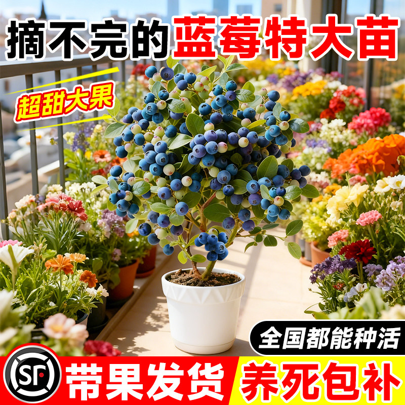 蓝莓树果苗特大号盆栽带大果L25蓝莓果树果苗南北方种植地栽耐寒,鲜花速递/花卉仿真/绿植园艺,果树,淘宝优惠券,粉丝福利购,淘宝优惠卷