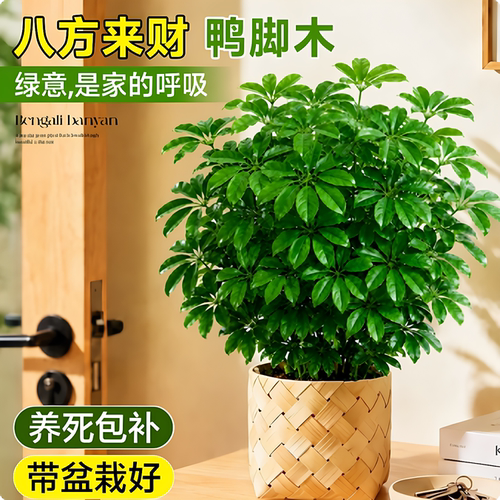 鸭脚木绿植小盆栽好养净化空气