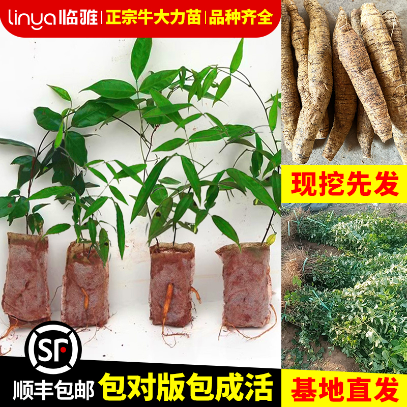 全新牛大力改良种植苗正宗包活南北方种植苗良品种牛大力中药材苗
